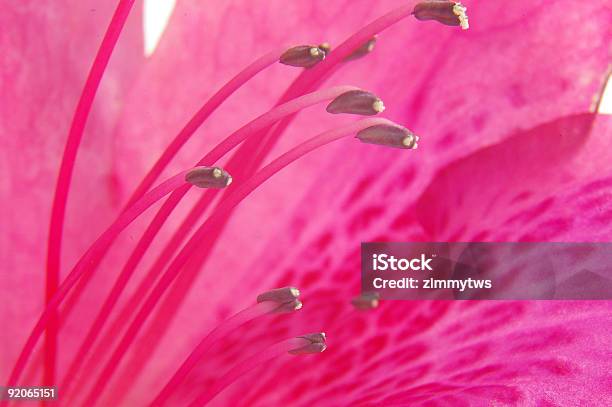 Pink Schönheit Stockfoto und mehr Bilder von Baumblüte - Baumblüte, Blume, Blüte
