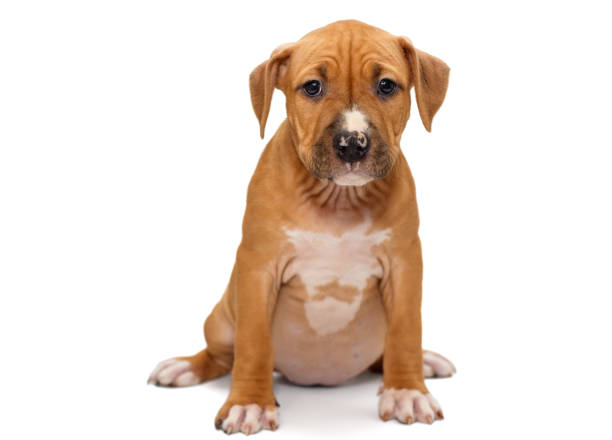 istock Puppy Staffordshire Terrier 920651696