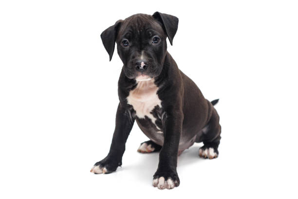 istock Puppy Staffordshire Terrier 920651816