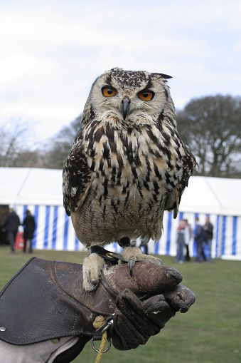 Owl on gloved hand