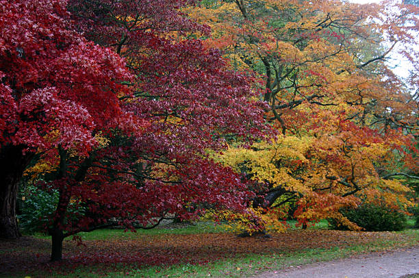 ACERS - Photo