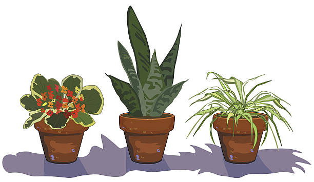 Three Potted Houseplants in Terra Cotta Flower Pots Three Houseplants - Spider Plant, Kolancho & a Snake plant. NO gradients. File includes AI CS2, EPS & Large High Res jpeg. spider plant animal stock illustrations