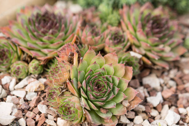 istock green succulents on the open ground form a living texture 920653942