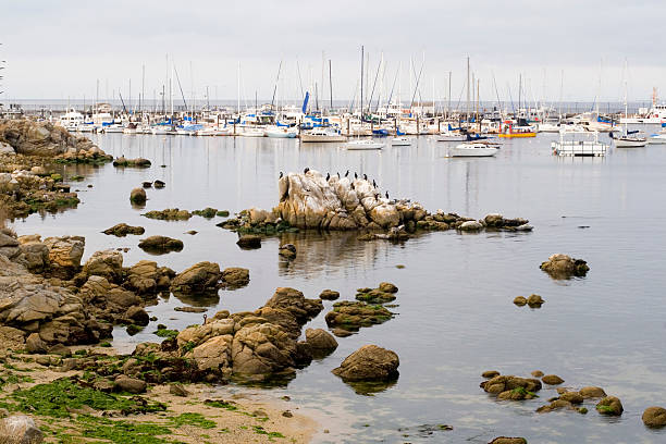 In this set of pictures we can see some ground squirrels, that have brown color. And they look pretty fat ones. Also Gull or Seagulls birds resting on the rocks.