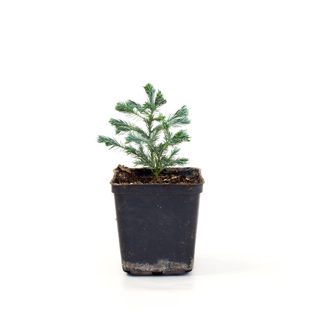 istock Chamaecyparis pisifera Boulevard on white background. 920654790