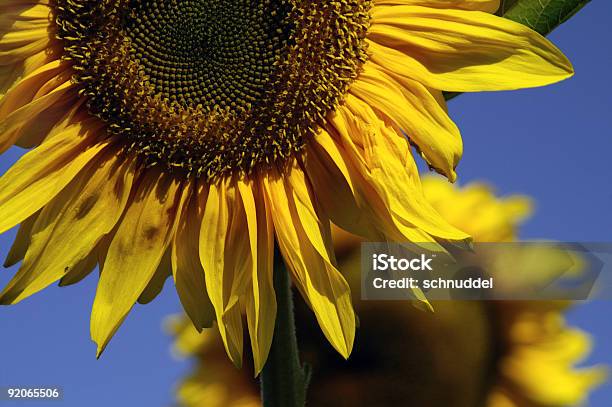 Detail Off A Sunflower Stock Photo - Download Image Now - Backgrounds, Beauty, Billboard