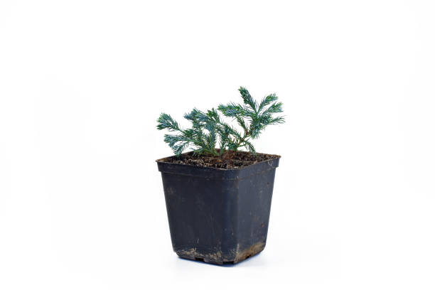 istock Chamaecyparis pisifera Boulevard on white background. 920655550