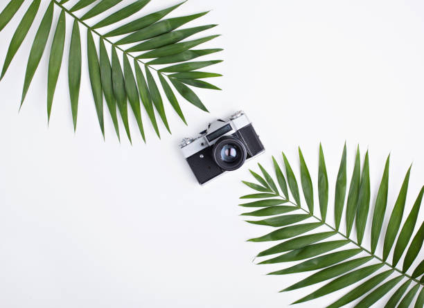 istock Palm leaves and old photo camera on white. 920656066