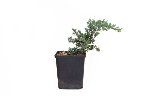 Small juniperus horizontalis Wiltonii in pot Small juniperus horizontalis Wiltonii in pot isolated on white background juniperus horizontalis stock pictures, royalty-free photos & images