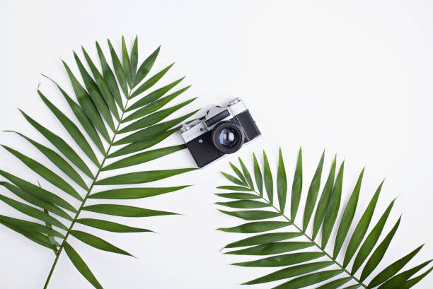 istock Palm leaves and old photo camera on white. 920656718
