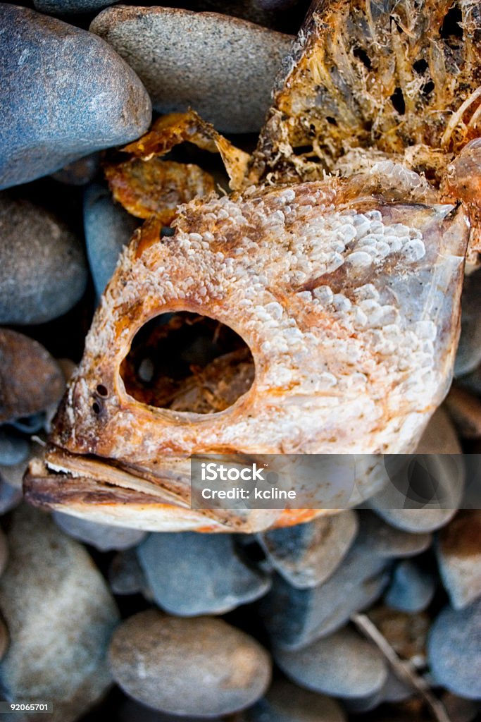 Pescado Corpse - Foto de stock de Color - Tipo de imagen libre de derechos