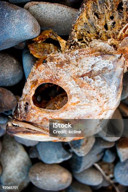 Foto de Peixe Corpse e mais fotos de stock de Fotografia - Imagem - Fotografia - Imagem, Imagem a cores, Osso