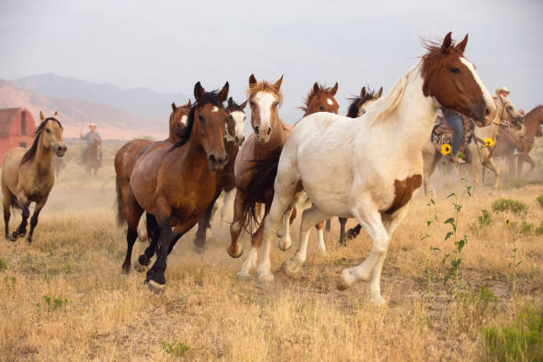 istock Horses Running In A Summer Roundup On a Utah Ranch 920659716