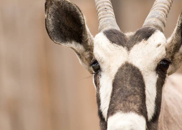 istock Eye antelope in nature. portrait 920660188