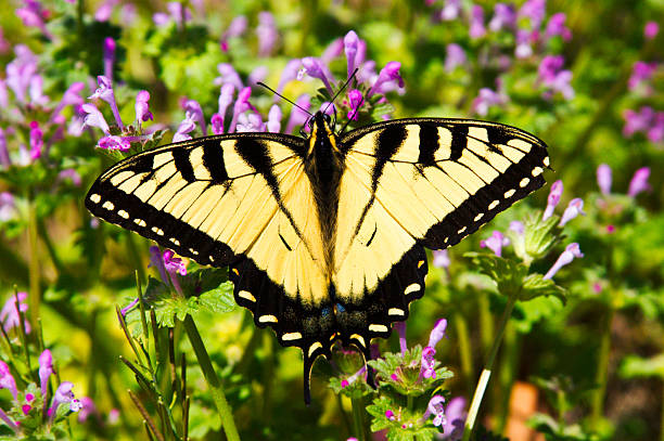 Borboleta amarelo no ROXO Flor - fotografia de stock