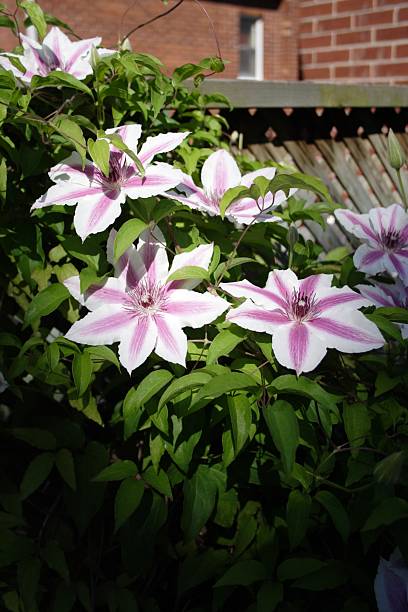 Dramatic Clematis stock photo
