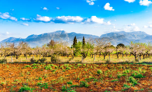istock Beautiful landscape on Majorca island, Spain 920667194