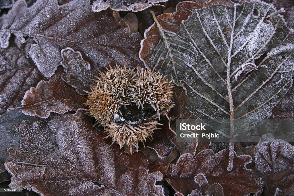 Gefrorene chestnut in einer Nadel shell mit Blätter - Lizenzfrei Blatt - Pflanzenbestandteile Stock-Foto