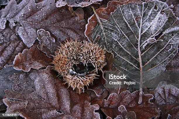 Gefrorene Chestnut In Einer Nadel Shell Mit Blätter Stockfoto und mehr Bilder von Blatt - Pflanzenbestandteile