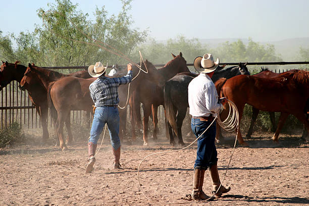 remuda - working horse stock-fotos und bilder