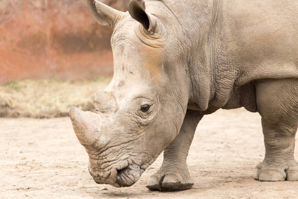istock rhino in the park on the nature 920669520