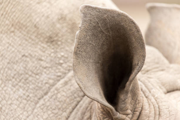 Photo taken in Halali, Namibia