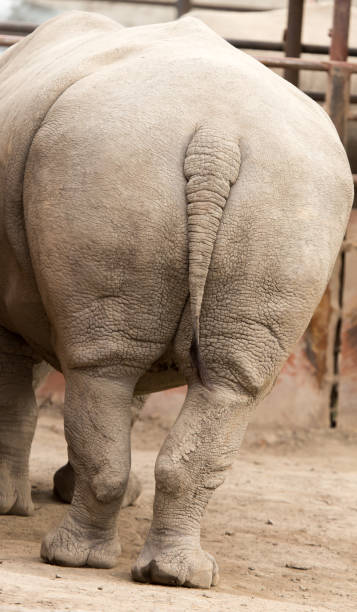 istock rhino feet on the ground in nature 920670144