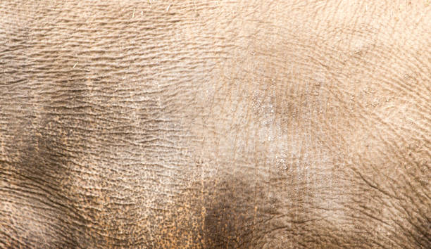 istock rhino skin as background 920670198