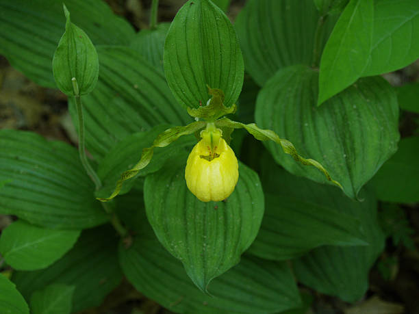 Gelbe Lady's slipper – Foto