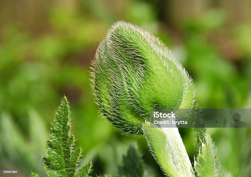 Blume bud - Lizenzfrei Behaart Stock-Foto