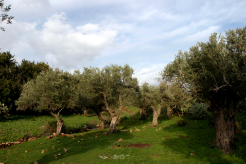 Olive trees on the island of Jierba in the south of Tunisia in North Africa.