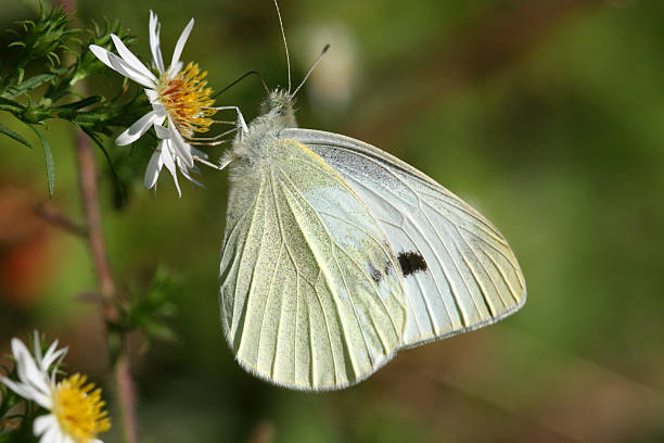 istock White Sulphur Butterfly on Daisy 92067931