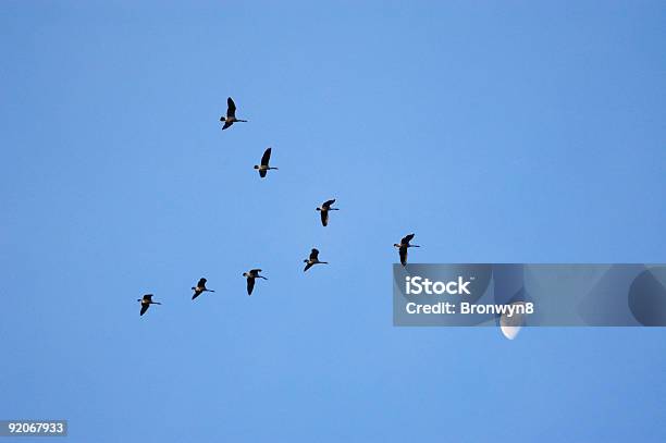 Fotografía De La Luna Foto de stock y más banco de imágenes de Adulto - Adulto, Aislado, Animal