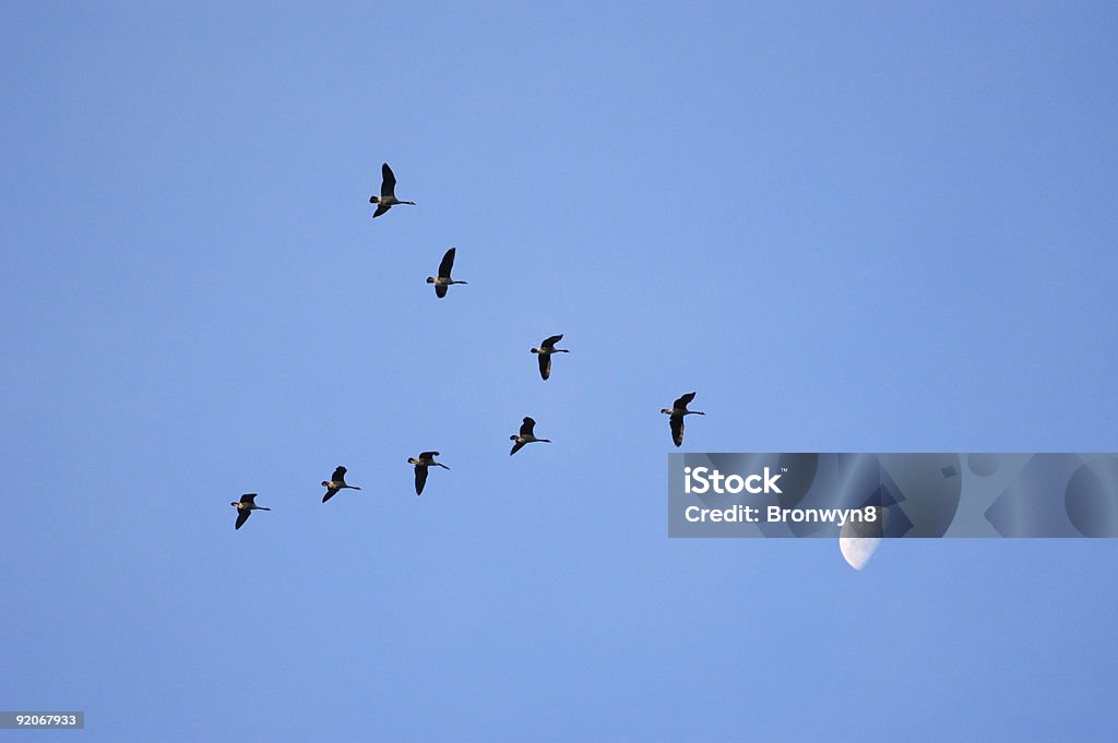 Servizio fotografico della luna - Foto stock royalty-free di A mezz'aria