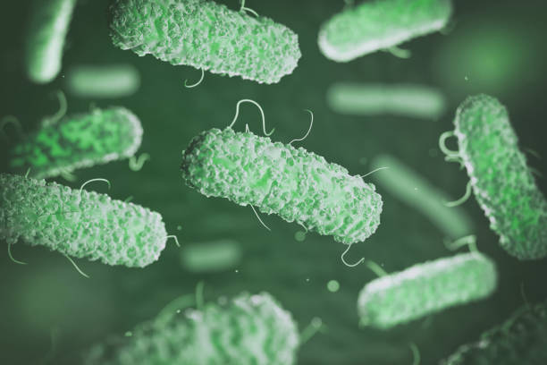 энтеробактерии. грам-отрицательные бактерии escherichia coli, salmonella, klebsiella, legionella, mycobacterium tuberculosis, yersinia pestis, и shigella, proteus, enterobacter, serratia, и citrobacter. - enterobacteria стоковые фото и изображения