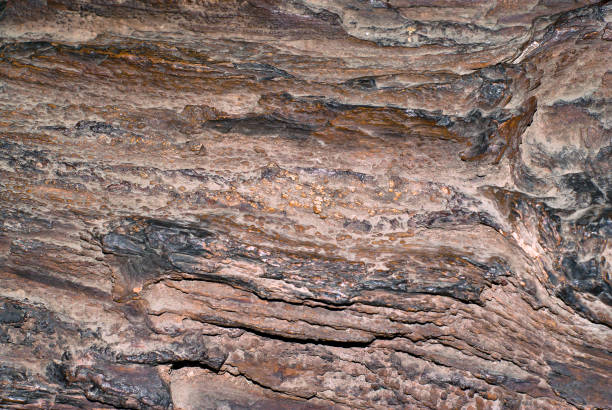 istock background, texture - surface of the petrified wood 920681916