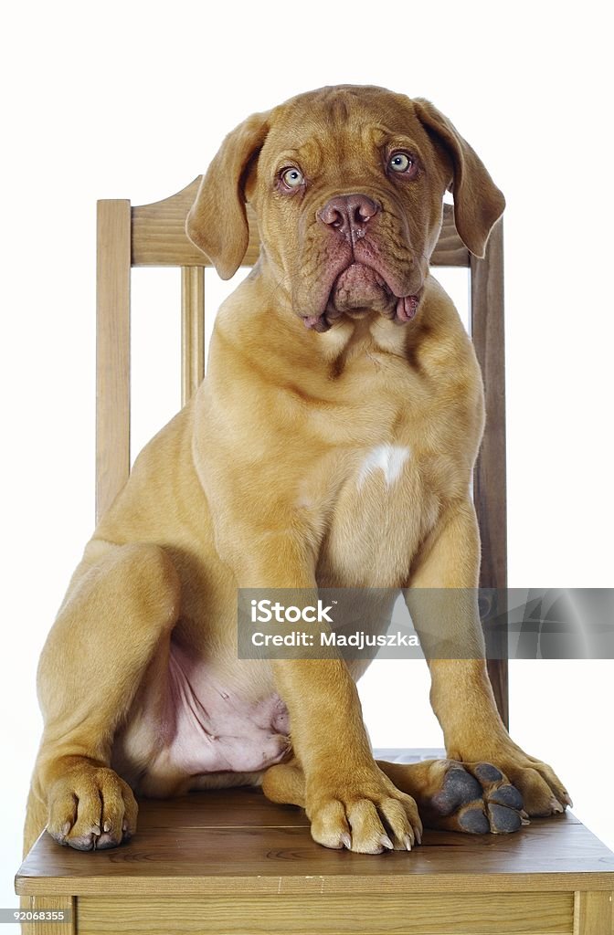 Cane - Foto stock royalty-free di Amicizia