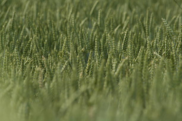 Weizen Feld Nahaufnahme – Foto