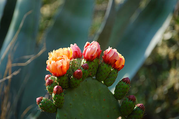blühenden prickly pear - kaktusfeige stock-fotos und bilder