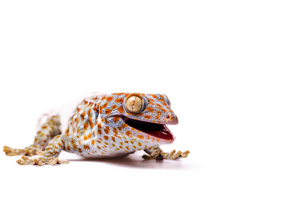 istock Aggressive Tokay Gecko white isolated background 920692154