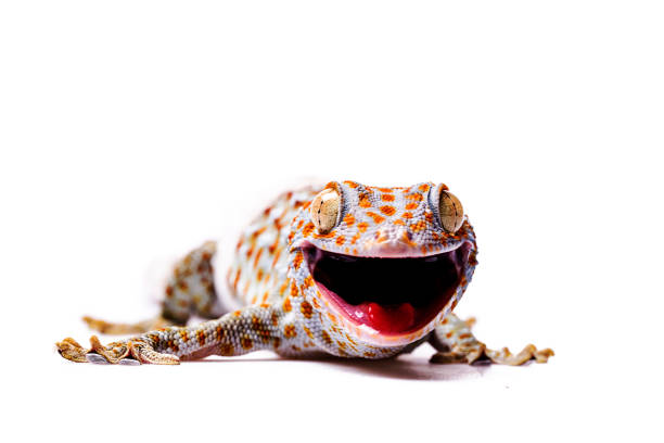 istock Aggressive Tokay Gecko white isolated background 920692156