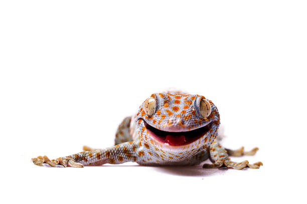 istock Aggressive Tokay Gecko white isolated background 920692160