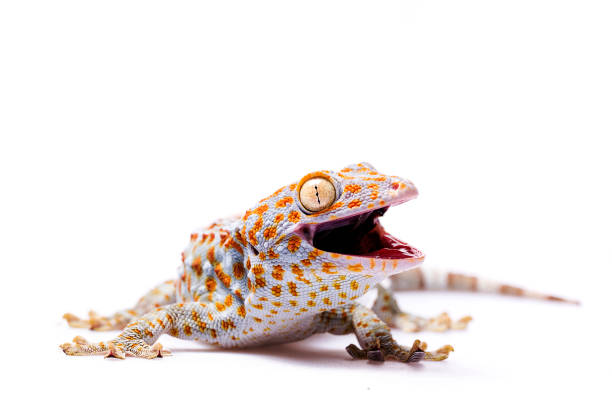 Aggressive Tokay Gecko white isolated background