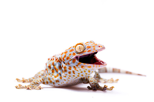 Tokay Gecko white isolated background