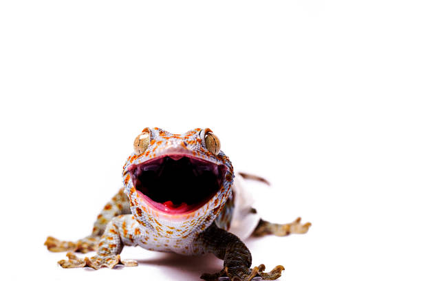 istock Aggressive Tokay Gecko white isolated background 920692164