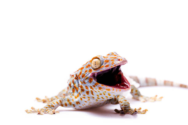 istock Aggressive Tokay Gecko white isolated background 920692168