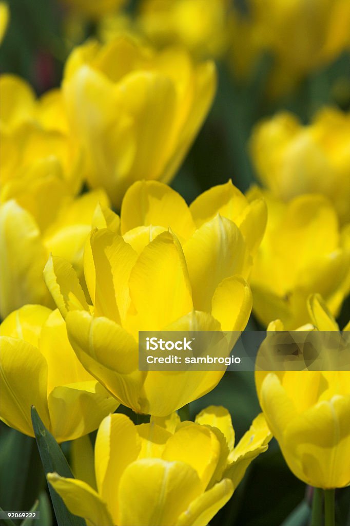 Tulipanes color amarillo intenso - Foto de stock de Aire libre libre de derechos