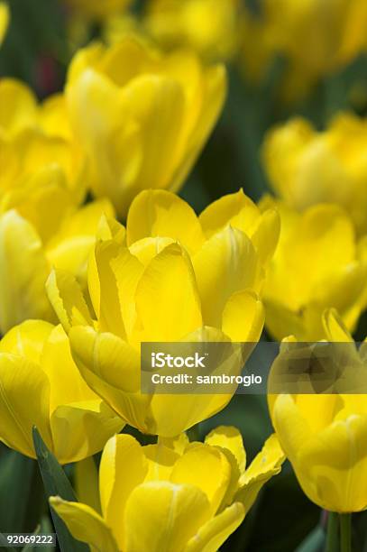 Tulipanes Color Amarillo Intenso Foto de stock y más banco de imágenes de Aire libre - Aire libre, Amarillo - Color, Arreglo