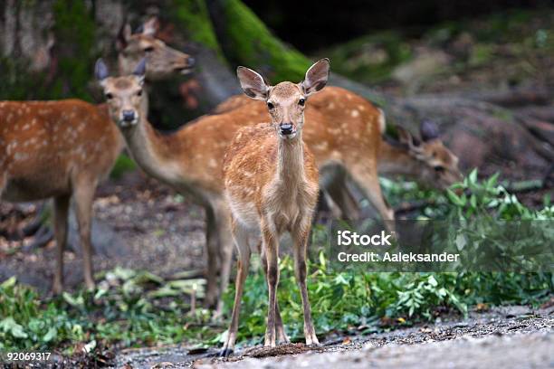 Deers - Fotografie stock e altre immagini di Affamato - Affamato, Aiuola, Ambientazione esterna
