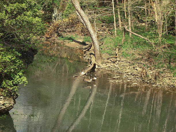 Zwei Gänse auf den Fluss – Foto